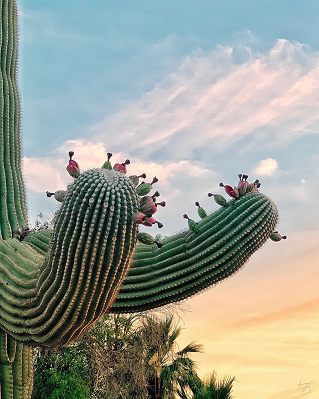 saguaro